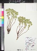 Euphorbia brachycera image