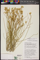 Ericameria nauseosa var. juncea image