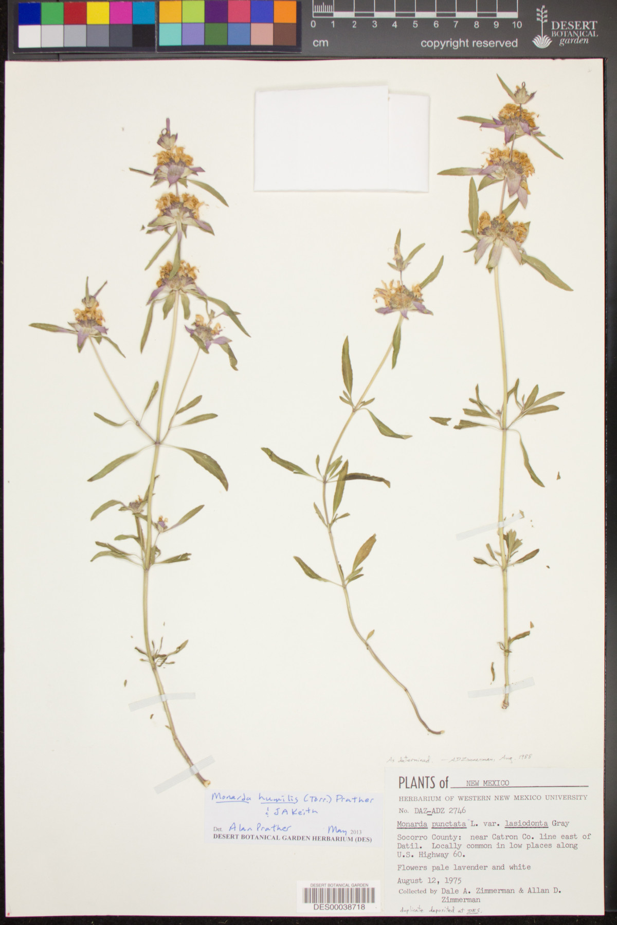 Monarda humilis image