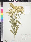 Solidago altissima image