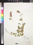 Agastache pallidiflora image