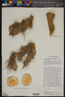 Ferocactus cylindraceus image