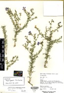 Dayia scabra image