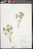 Senna bauhinioides image