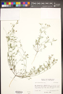 Dalea brachystachys image