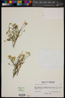 Baccharis brachyphylla image