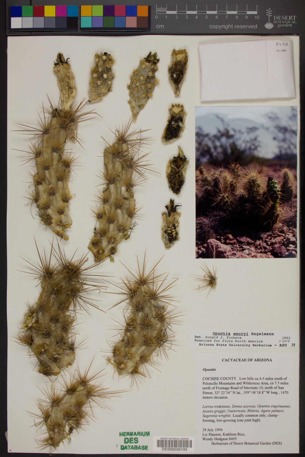 Opuntia emoryi image