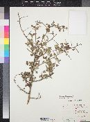 Bumelia occidentalis image
