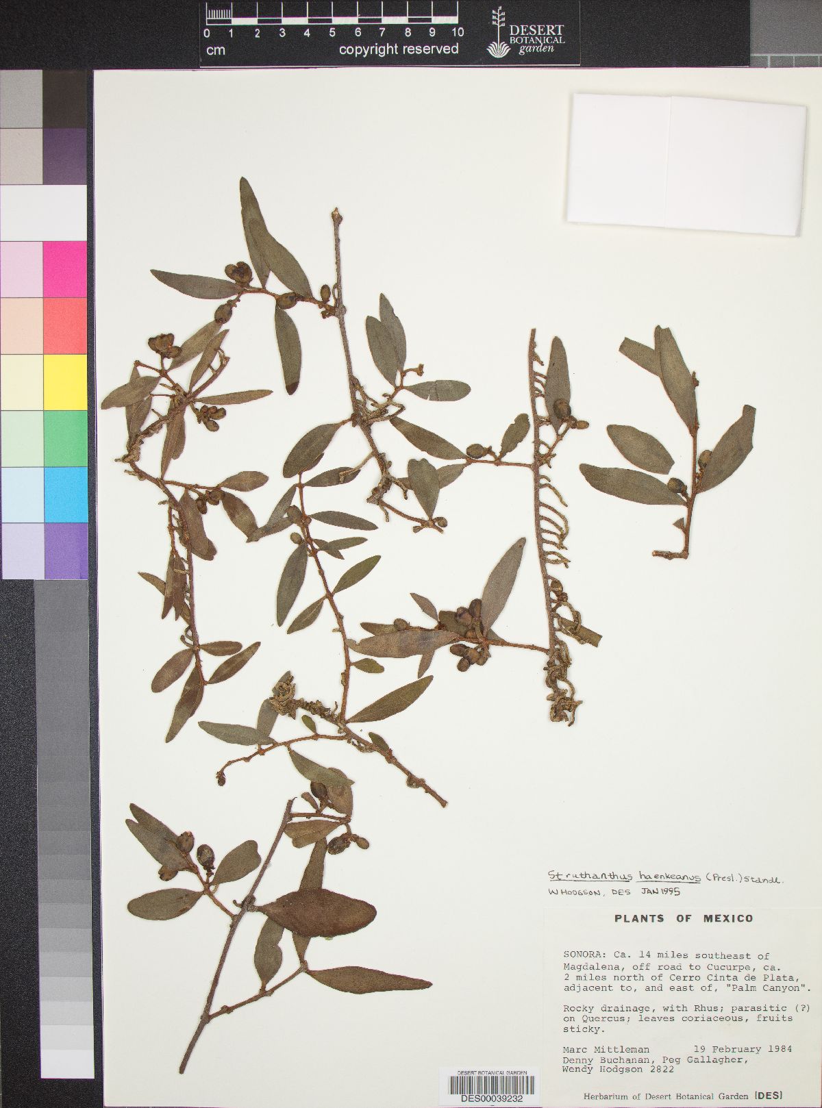 Struthanthus haenkeanus image