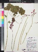 Heuchera sanguinea image