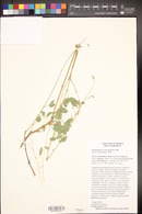 Desmodium tortuosum image