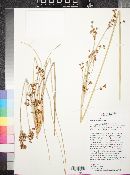 Juncus acutus image