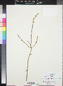 Phoradendron californicum image