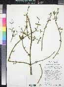 Phoradendron brachystachyum image