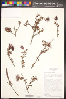 Calliandra californica image