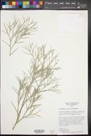 Psorothamnus spinosus image