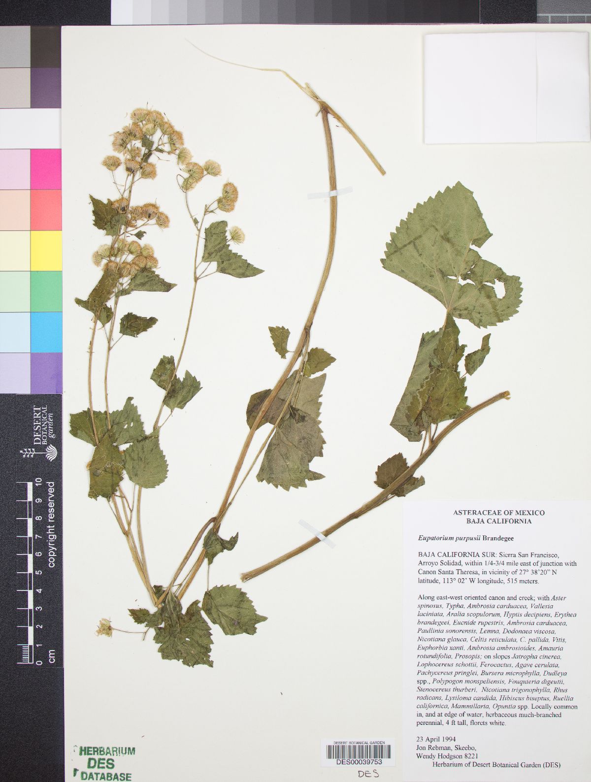 Eupatorium purpusii image