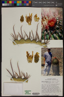 Ferocactus peninsulae var. viscainensis image