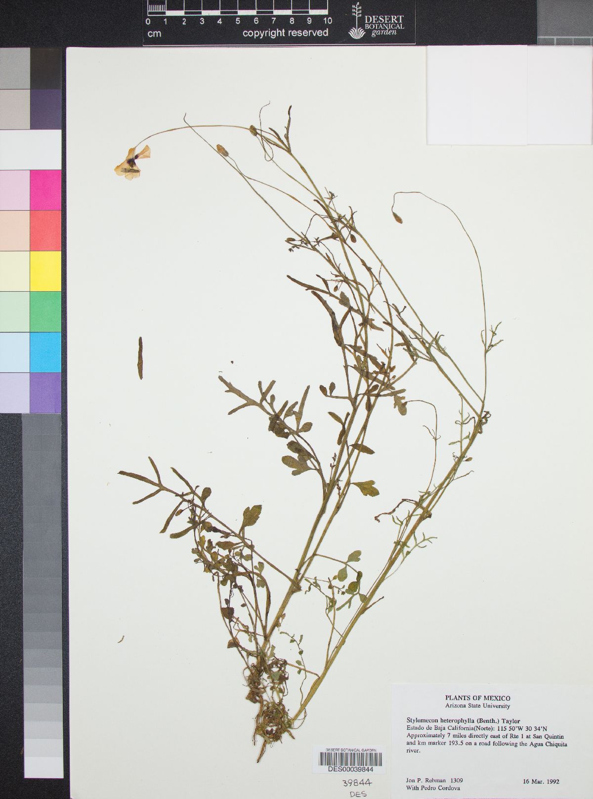 Stylomecon heterophylla image