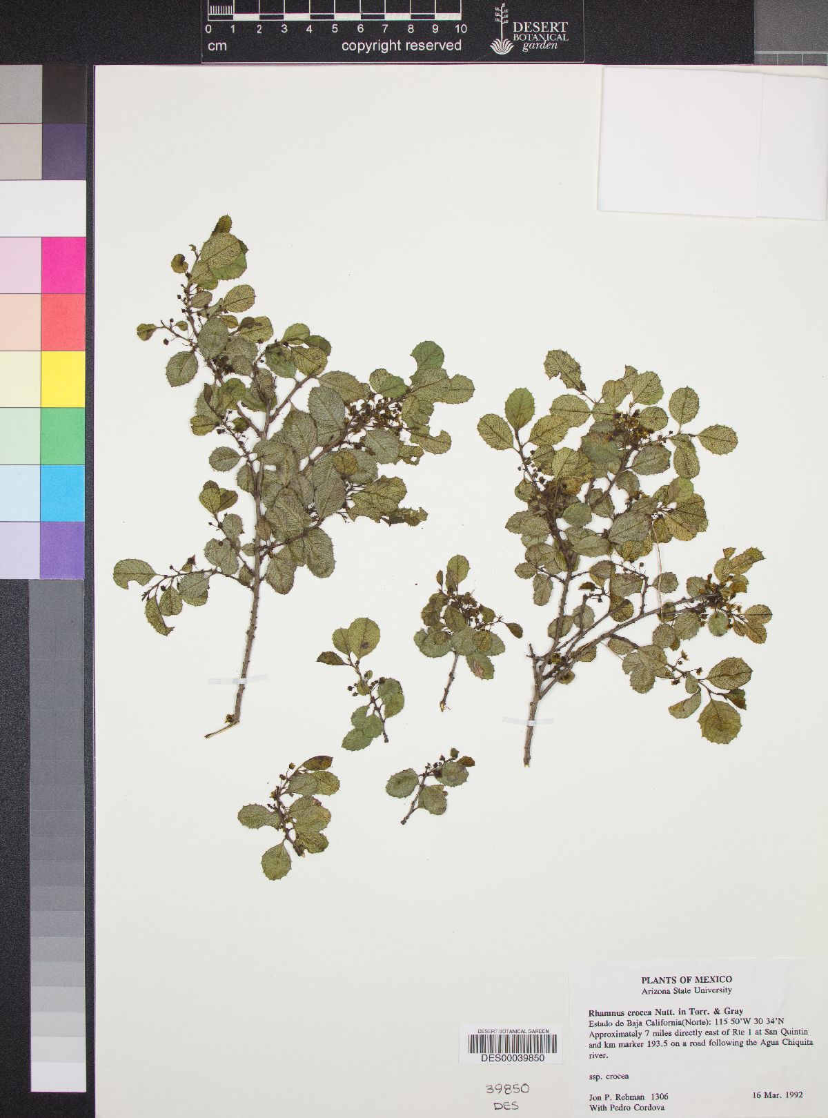 Rhamnus crocea subsp. crocea image