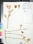 Hesperoyucca newberryi image