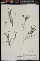 Astragalus nuttallianus image