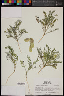 Astragalus allochrous image