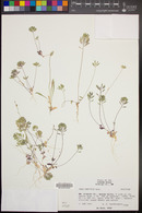 Draba cuneifolia image