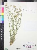 Erigeron divergens image
