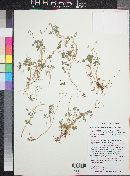 Oxalis albicans subsp. pilosa image