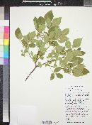 Ptelea trifoliata subsp. angustifolia image