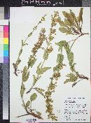 Penstemon lentus var. albiflorus image