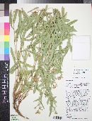 Herrickia glauca image