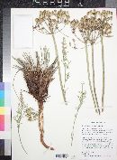 Lomatium parryi image