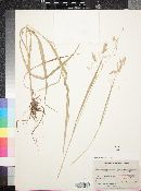 Bromus purgans image