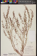 Thysanocarpus curvipes image