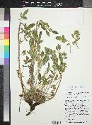 Phacelia heterophylla image