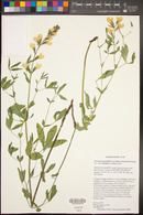 Thermopsis rhombifolia var. ovata image