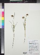 Fritillaria atropurpurea image