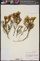 Ericameria laricifolia image
