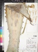 Agave gigantensis image