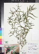 Eclipta prostrata image