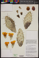 Opuntia sulphurea image