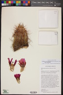 Echinocereus engelmannii image