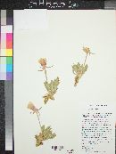 Oenothera cespitosa subsp. crinita image