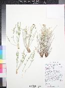 Lomatium nevadense image