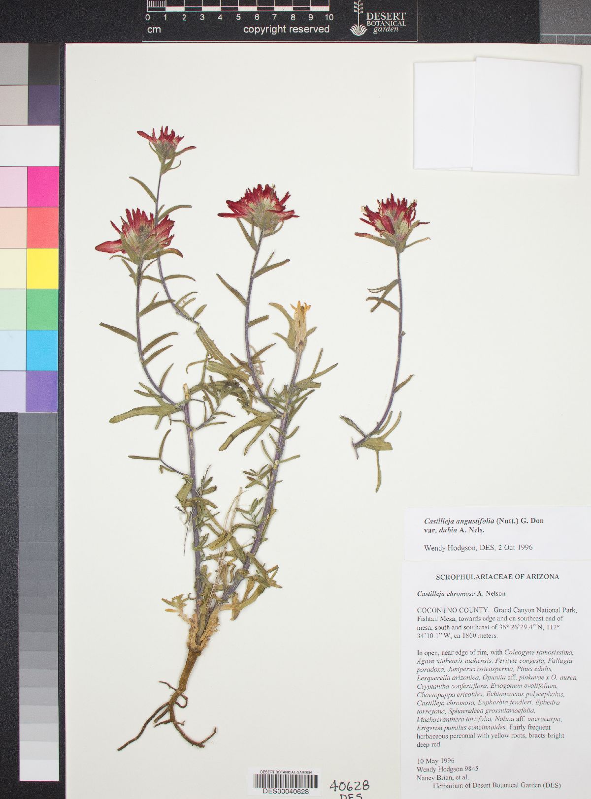 Castilleja angustifolia var. dubia image
