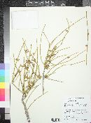 Ephedra fasciculata image