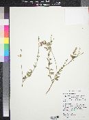 Monardella arizonica image
