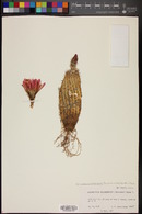 Echinocereus reichenbachii image
